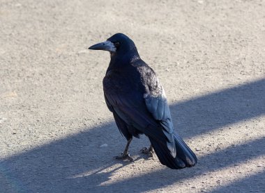 Kuzgun, şehirde yaşayan