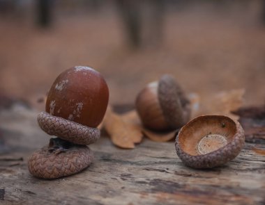 Meşe palamudu sonbahar yaprakları