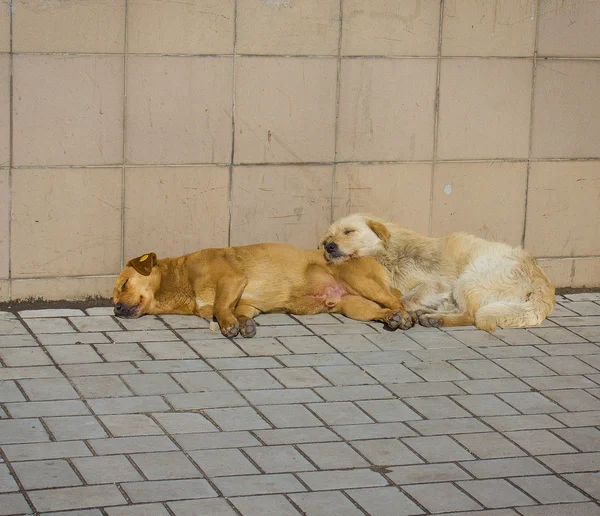 Stray cães se aquecer ao sol — Fotografia de Stock