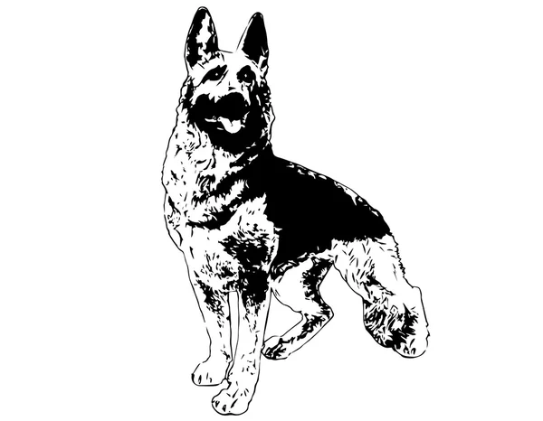 Schäferhund. Vektorillustration — Stockvektor