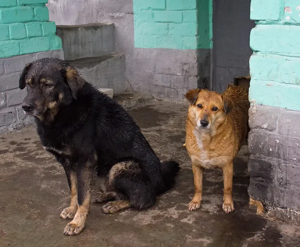 Dois cães vadios escondem-se da chuva — Fotografia de Stock