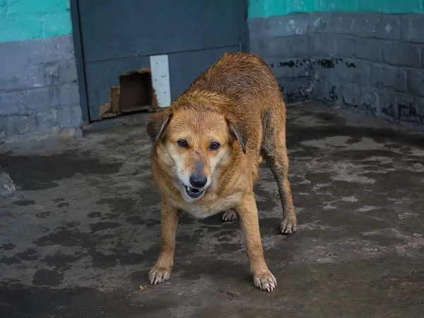 Perro callejero mojado — Foto de Stock