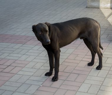 Aç sıska sokak köpeği