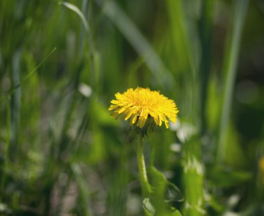 Çimlerde sarı karahindiba