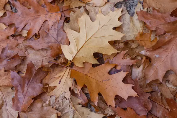 Folhas caídas. Fundo de outono — Fotografia de Stock