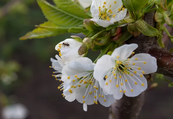 Муравей на цветущей вишне — стоковое фото