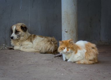 Evsiz yoldaşlar, kedi ve köpek