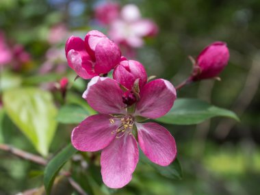 Pembe elma çiçeği yakın çekim