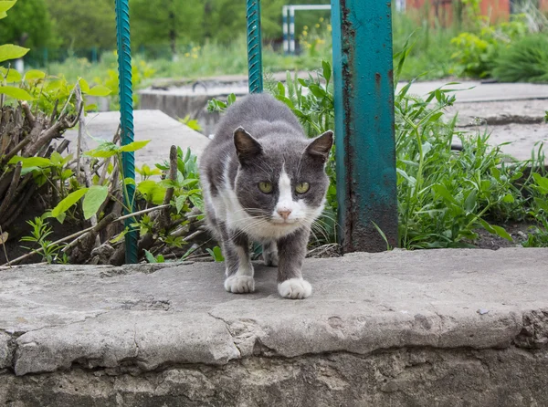 Gato gris sin hogar —  Fotos de Stock