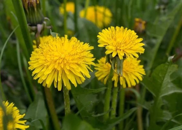 黄色いタンポポのクローズ アップ。花と草原 — ストック写真