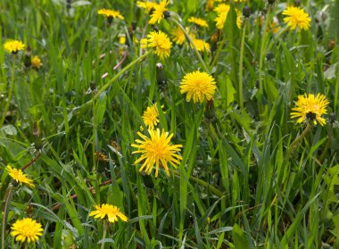 çayır sarı dandelions ile. çiçekler ve çayırlar
