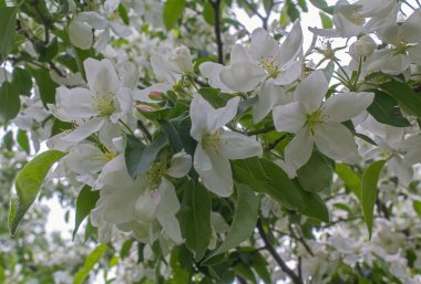 Beyaz elma çiçeği yakın çekim