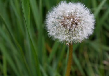 Kabarık beyaz karahindiba portre