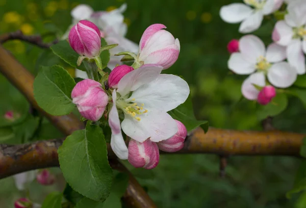Гілка цвітіння яблук крупним планом — стокове фото