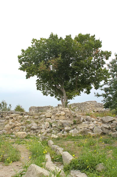 Ağaç ve Chersonese Taurian harabeleri. Kırım — Stok fotoğraf