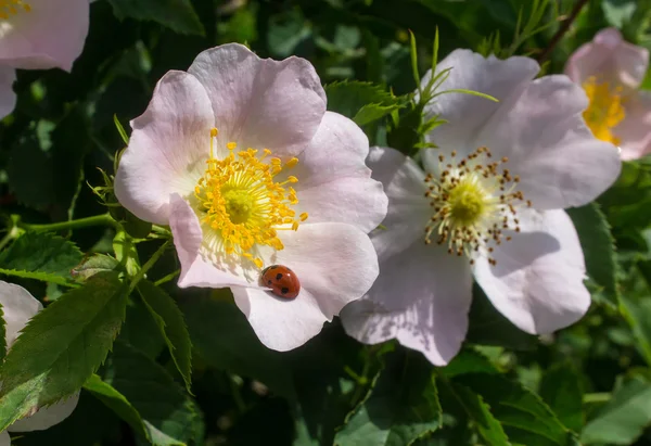 Mariquita en una flor de rosa silvestre —  Fotos de Stock