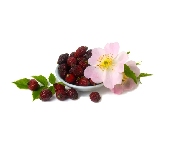 Bayas secas y flores de rosa silvestre aisladas sobre fondo blanco — Foto de Stock