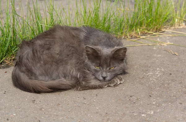 Szomorú hajléktalan macska feküdt az aszfalt — Stock Fotó