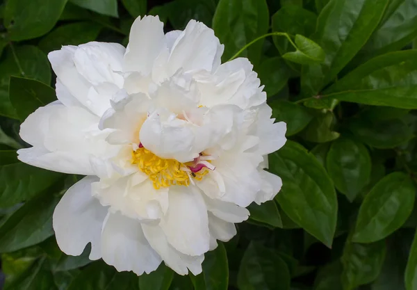 Geblasene weiße Pfingstrose aus nächster Nähe. Blumen und Gärten — Stockfoto