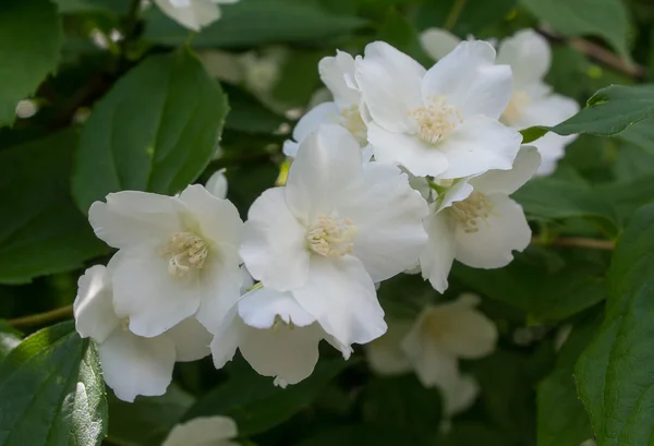 Bloeiende jasmijn bloemen close-up. bloemen en tuinen — Stockfoto