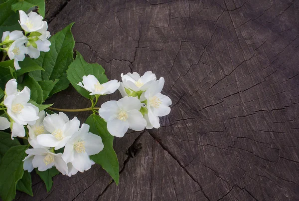 Una ramita de jazmín floreciente sobre un fondo de un viejo tronco de árbol —  Fotos de Stock