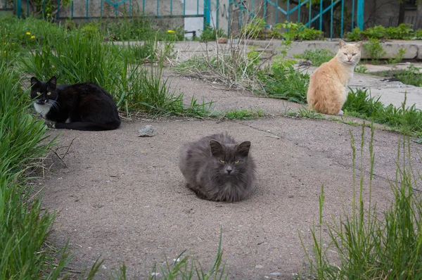 Három hajléktalan macska maradt élelmet keresve menedéket — Stock Fotó