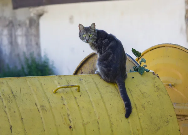 Chat errant assis sur une poubelle — Photo