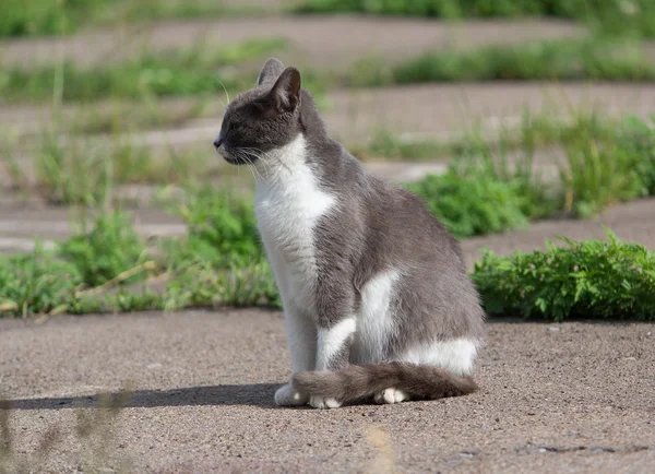 Chat gris sans abri se prélassant au soleil — Photo