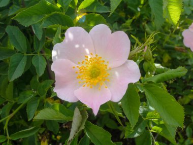 Briar çiçek yakın çekim