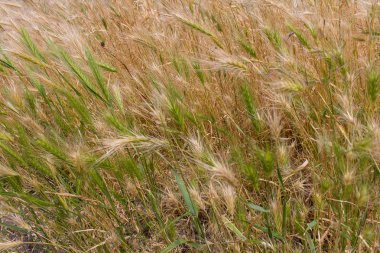 Altın ve yeşil ot. alanlar ve çayırlar