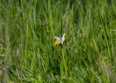 Beyaz bir karahindiba kelebek. Yaz arka plan