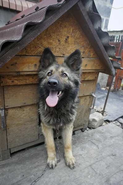 Σπίτι σκύλου σε μια αλυσίδα που κρυφοκοιτάζουν έξω από το περίπτερο — Φωτογραφία Αρχείου
