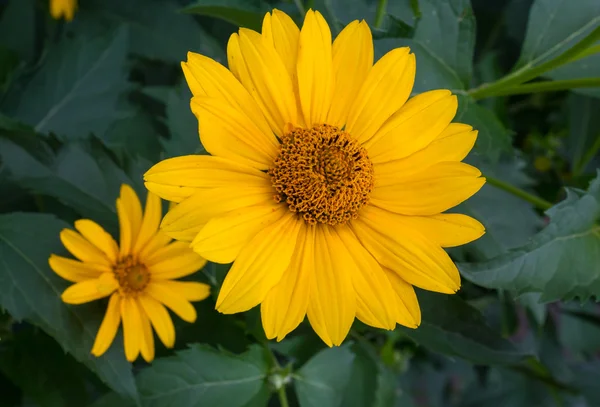 Yellow daisy flowers close-up. Flowers and gardens — 스톡 사진