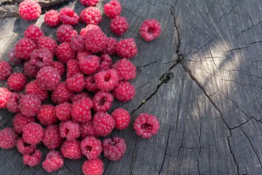 Kırık bir güdük üzerinde olgunlaşmış ahududu
