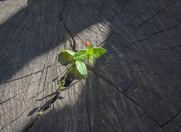 Проросток, що проростає зі старого дерев'яного пенька і освітлювального променя — стокове фото