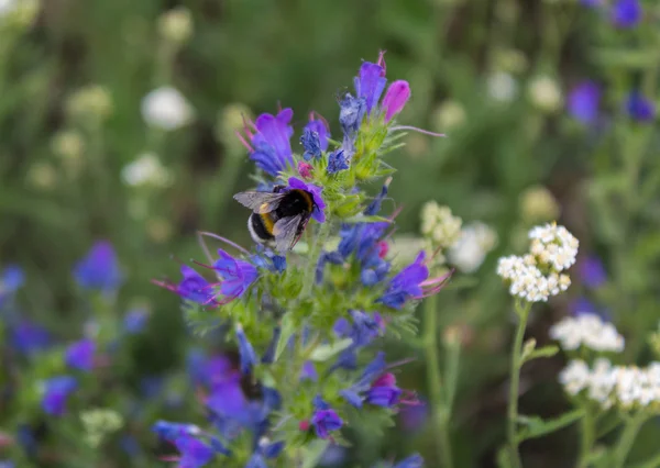 Bee pollinates flowers of the field — Stock Photo, Image