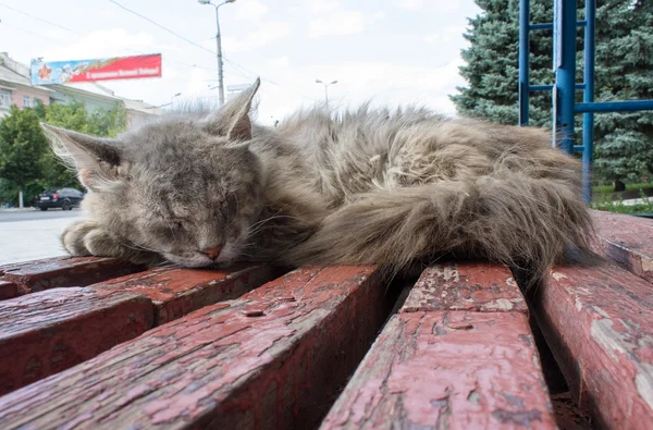 Bezdomovci kočka spí na autobusové zastávce — Stock fotografie