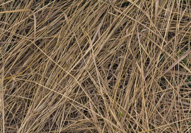 Eğimli sarı kuru ot. Arka plan ve doku