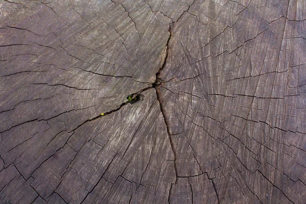 Viejo muñón agrietado de cerca. Fondos y texturas — Foto de Stock