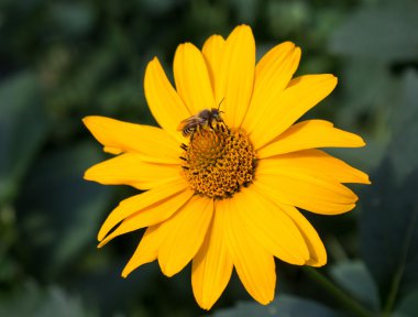 Arı çiçek sarı papatya pollinates. Çiçekler ve bahçeler