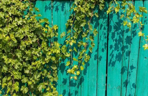 Vine on a background of an old fence — Stock Photo, Image