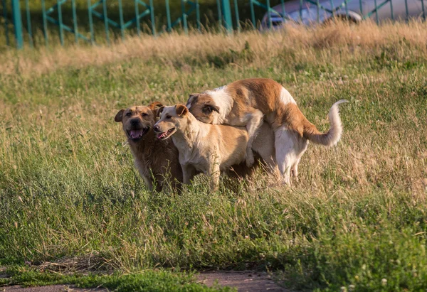Stray cães acasalamento no gramado da cidade — Fotografia de Stock