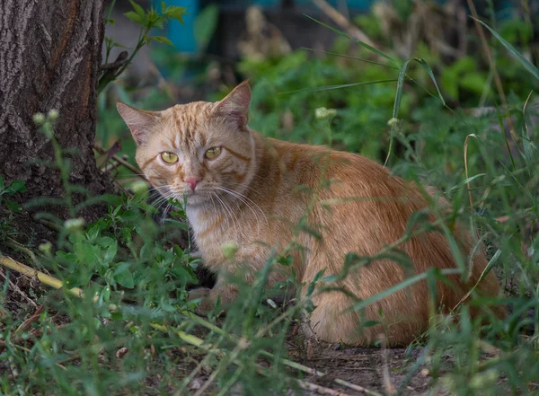 Chat roux sans abri expérimenté dans l'herbe — Photo