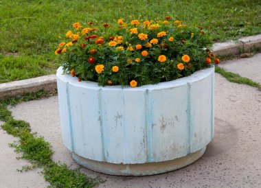 Turuncu marigolds bir yatakta beton. Çiçekler