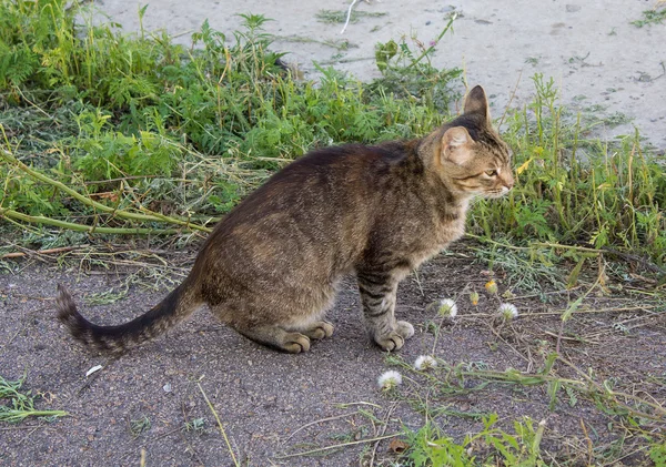 Chat gris sans abri assis sur le trottoir — Photo