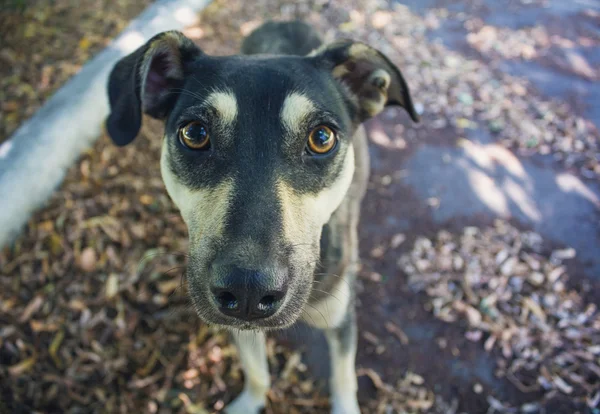 Stray dog gazing at the camera close-up — Stock Photo, Image