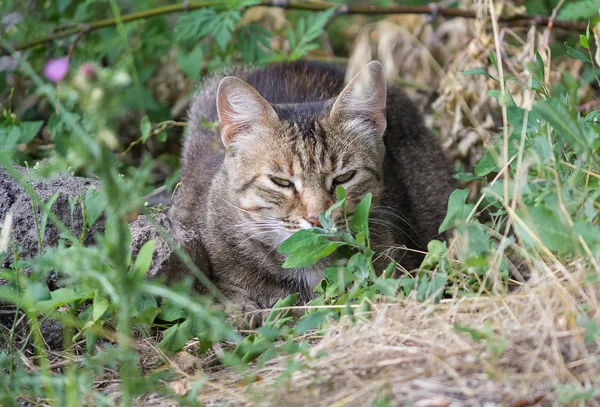 Hajléktalan szürke macska bujkál a fűben — Stock Fotó