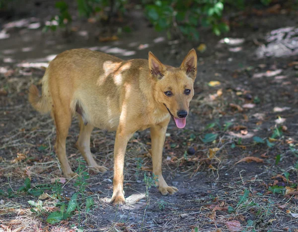 Sin hogar embarazada perro está sufriendo de calor — Foto de Stock