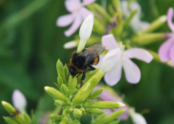 Bee bestuift bloemen van het veld. Insecten — Stockfoto