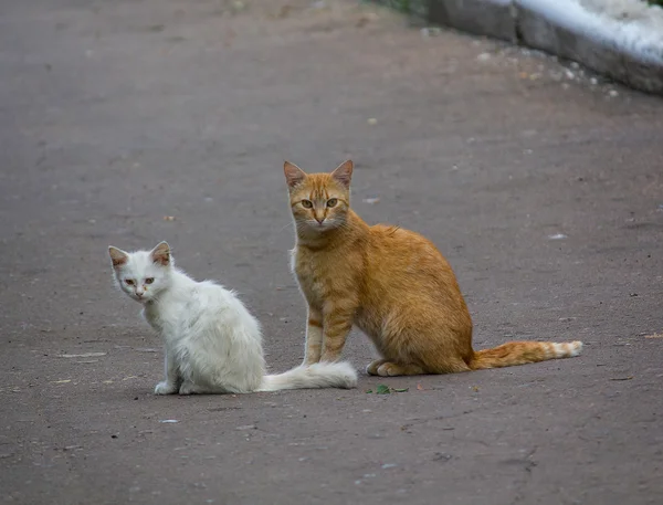 Бродячий красный кот с белым котенком на тротуаре — стоковое фото